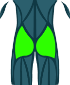 Glutes