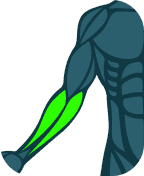 Forearms