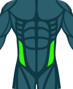 Obliques