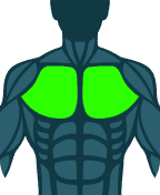 Chest