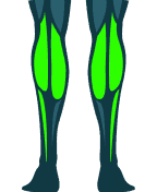 Calves