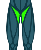 Adductors
