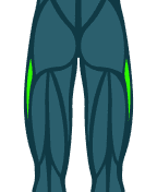 Abductors