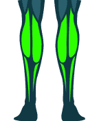 Calves