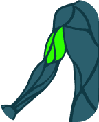 Triceps