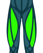 Quadriceps