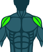 Shoulders
