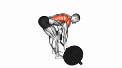 Barbell Underhand Bent-over Row