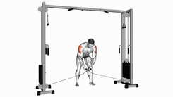 Cable Cross Over Reverse Fly