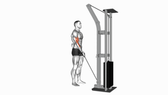 Cable One Arm Curl