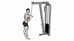 Cable triceps push down straight bar