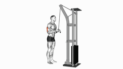 Cable Triceps Pushdown (V bar)