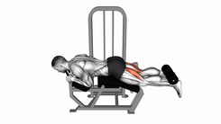 Mesa Flexora