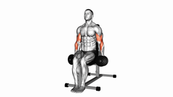 Dumbbell Seated Hammer Curl