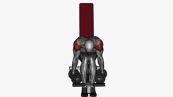 Crucifixo Inverso Sentado com Halteres