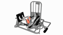Leg Press Sentado