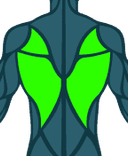 Back