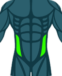 Obliques