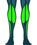 Calves