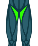 Adductors