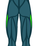 Abductors