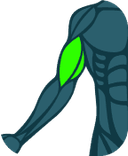 Bíceps