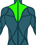 Trapezius