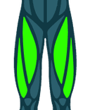 Quadriceps