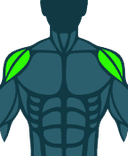 Shoulders